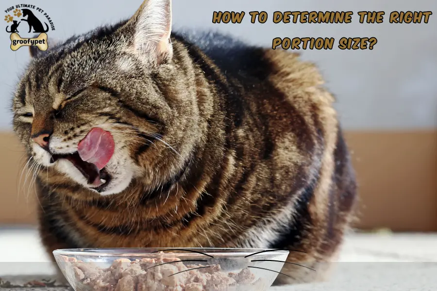 how much should my cat eat