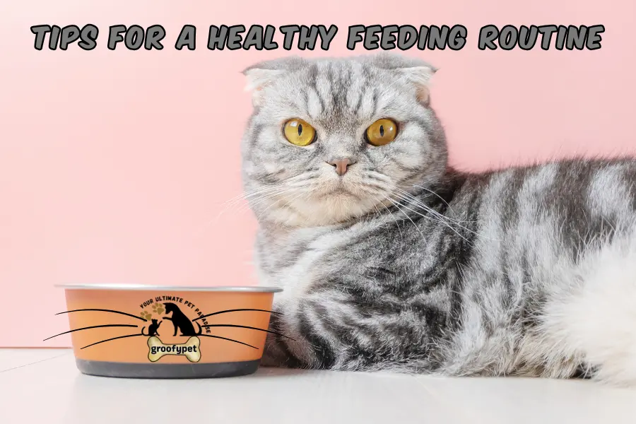 how much should my cat eat