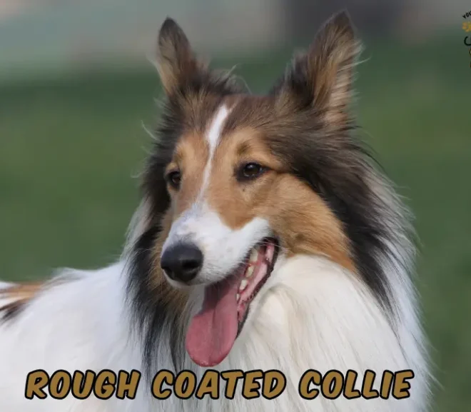 Rough Coated Collie: The Majestic, Loyal, and Intelligent Companion