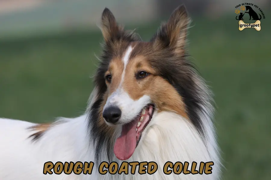 rough coated collie