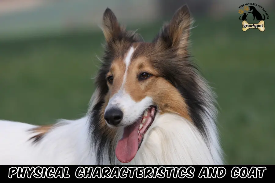 rough coated collie