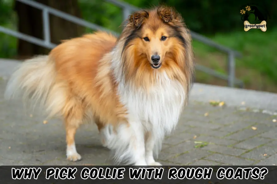 rough coated collie