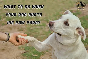What to Do When Your Dog Hurts His Paw Pads