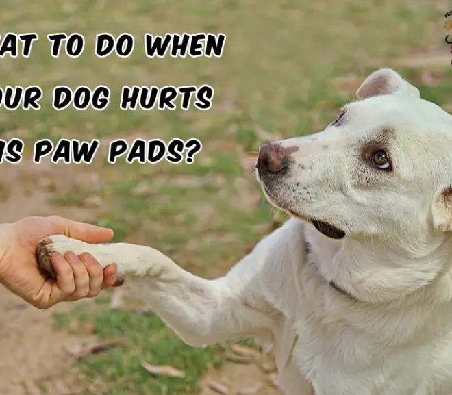 What to Do When Your Dog Hurts His Paw Pads? Proven Steps to Instant Relief