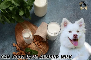 can dogs have almond milk
