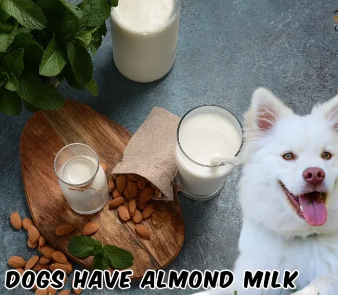 Can Dogs Have Almond Milk? Every Loving parent Should Know!