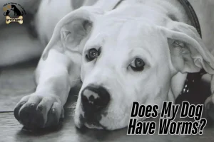 Does My Dog Have Worms?