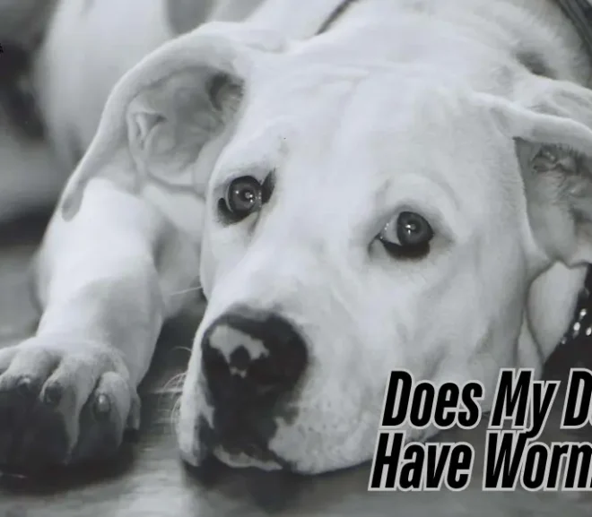 Does My Dog Have Worms? Signs And Powerful Natural Remedies