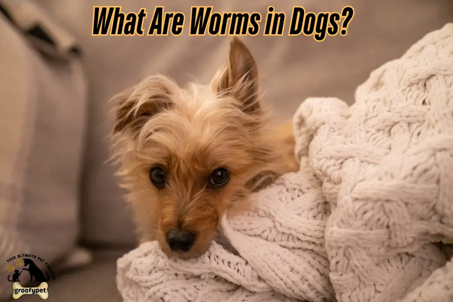 Does My Dog Have Worms?