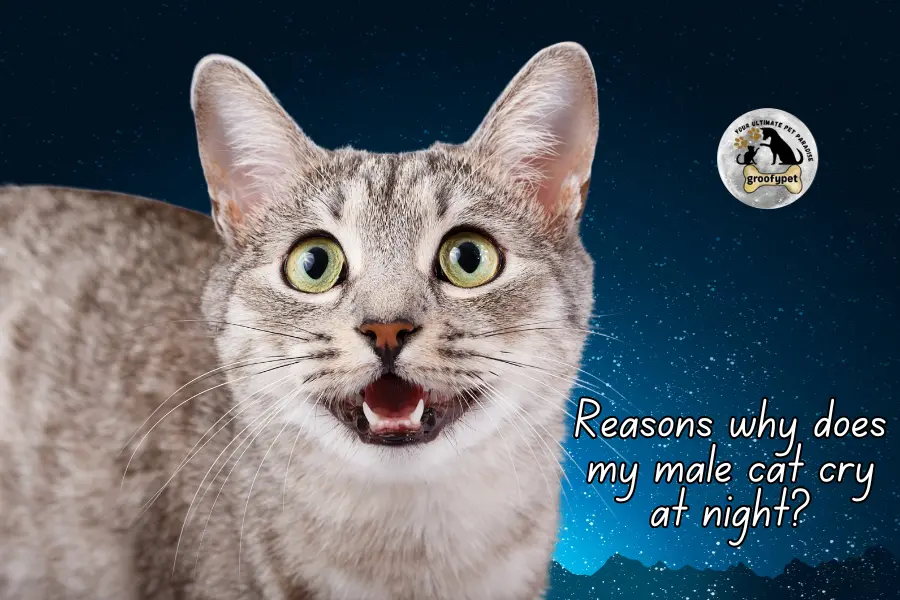 why does my male cat cry at night?