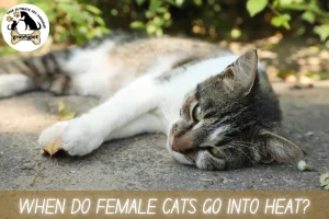 When do female cats go into Heat?