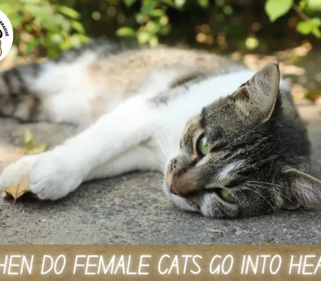 When Do Female Cats Go Into Heat? Shocking Signs You Can’t Ignore!