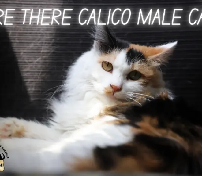 Are There Calico Male Cats: A Rare and Magical Wonder of Nature!