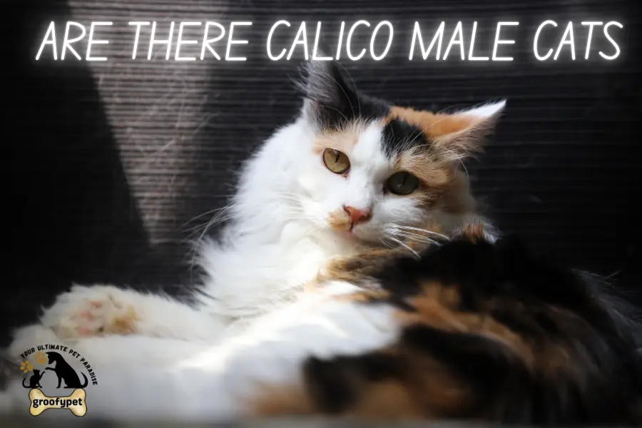 are there calico male cats