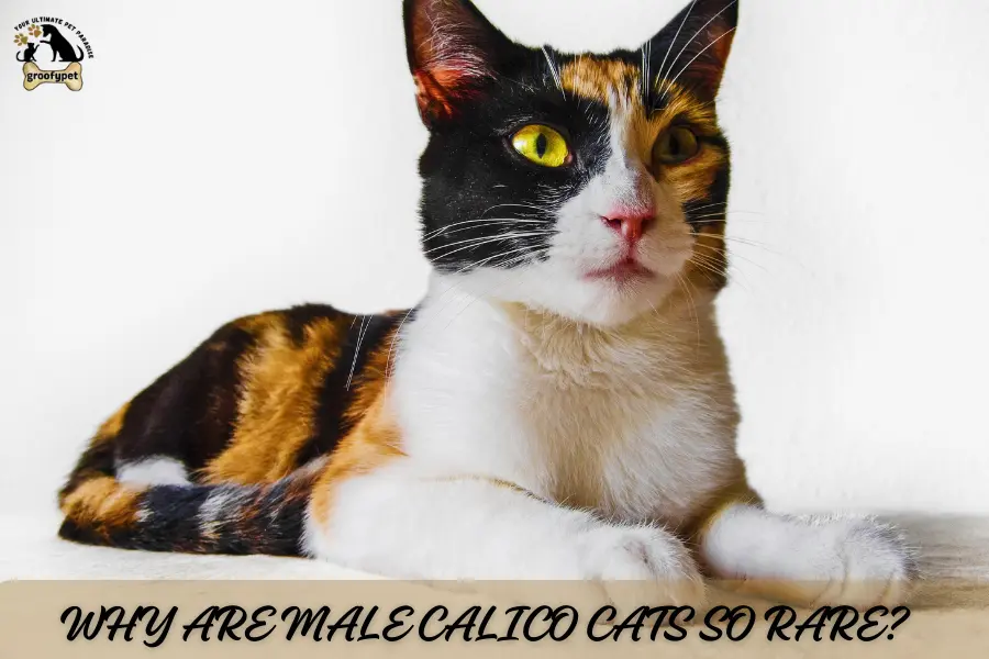 are there calico male cats