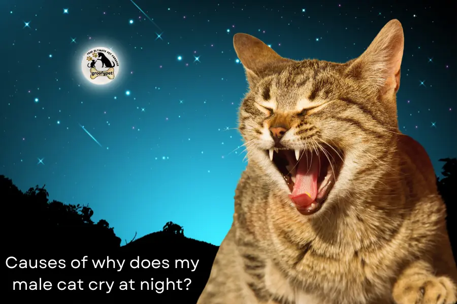 why does my male cat cry at night?