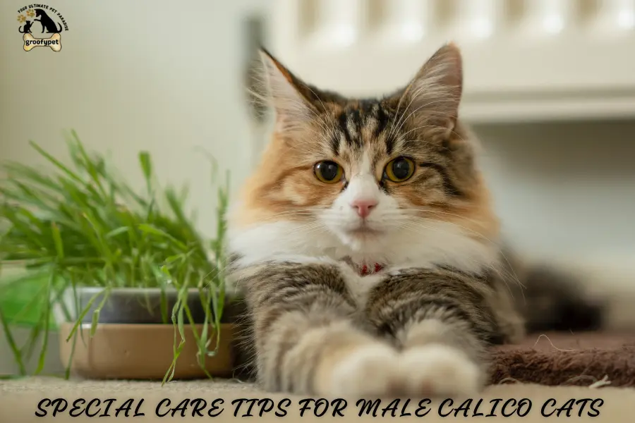 are there calico male cats