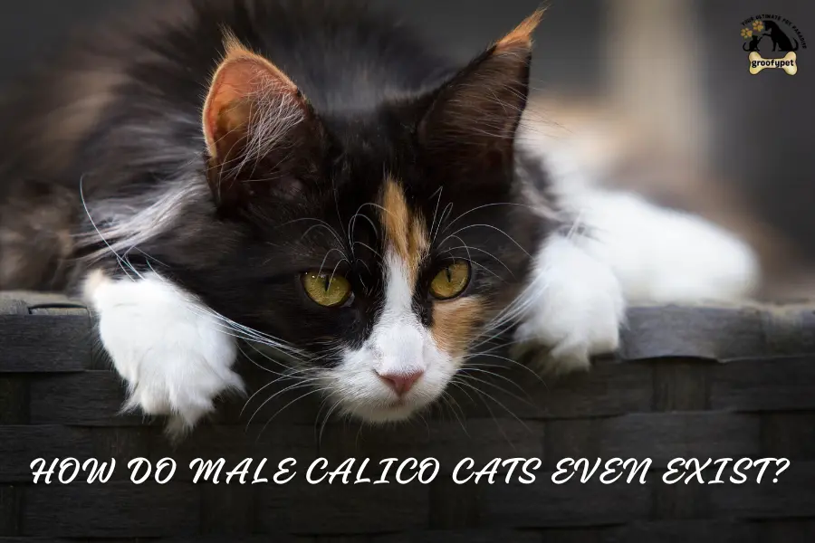 are there calico male cats