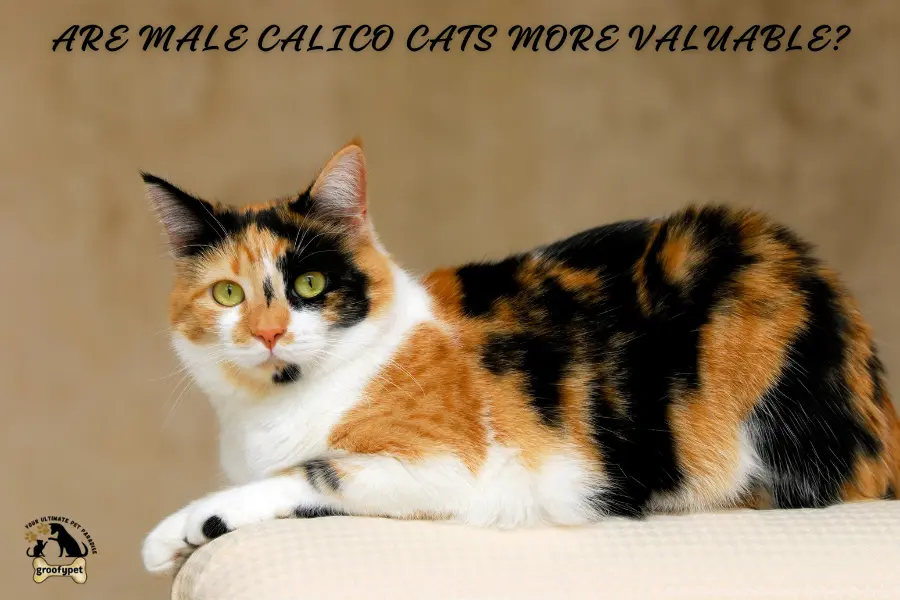 are there calico male cats