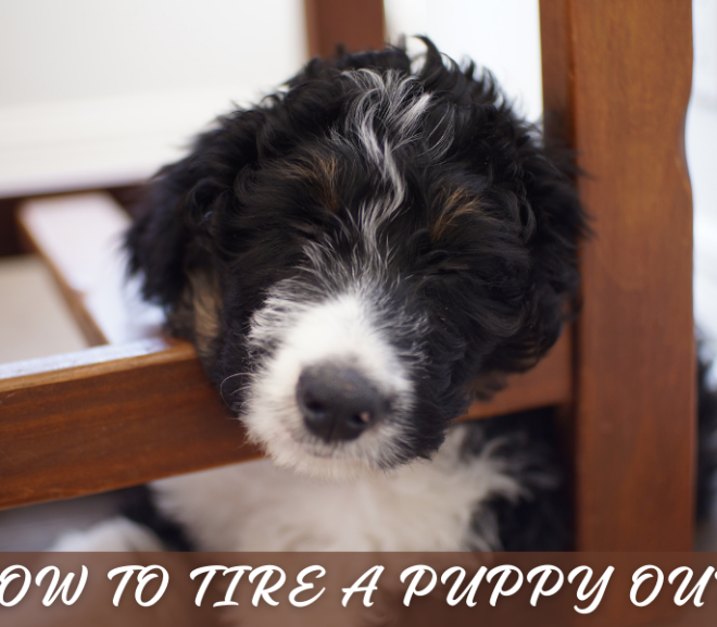 How to Tire a Puppy Out? 10 Most Effective Ways