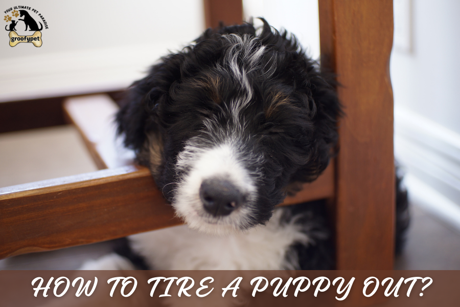 How to Tire a Puppy Out?