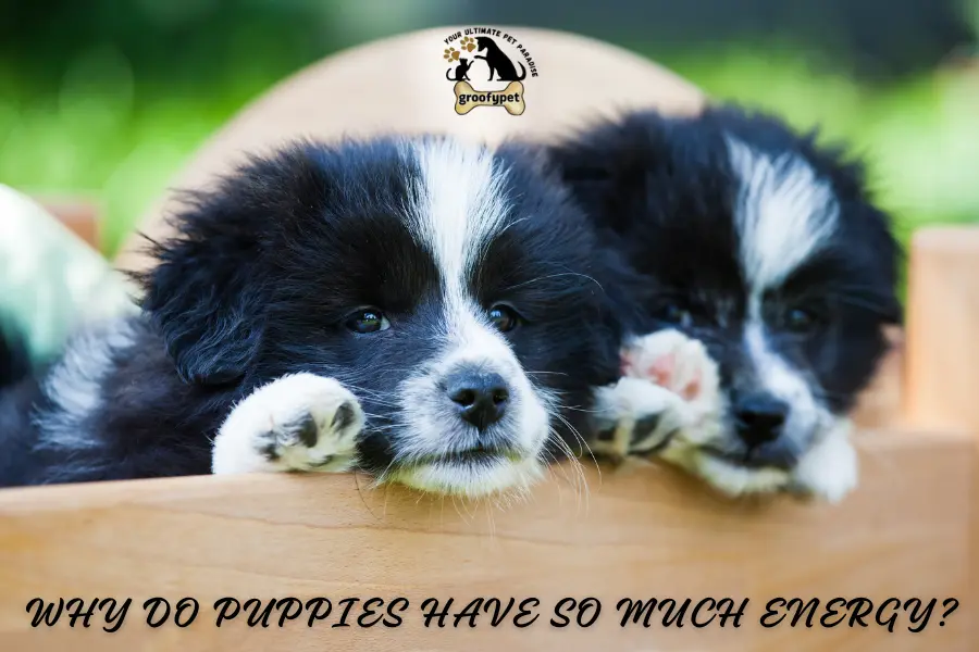 How to Tire a Puppy Out?