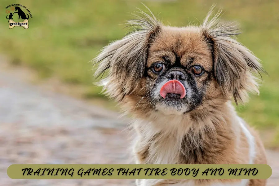 How to Tire a Puppy Out?