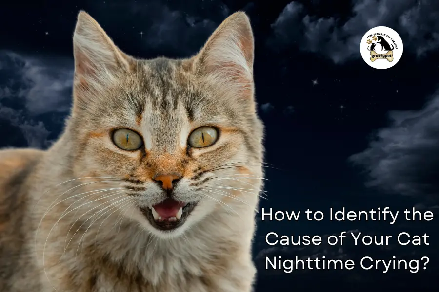 why does my male cat cry at night?