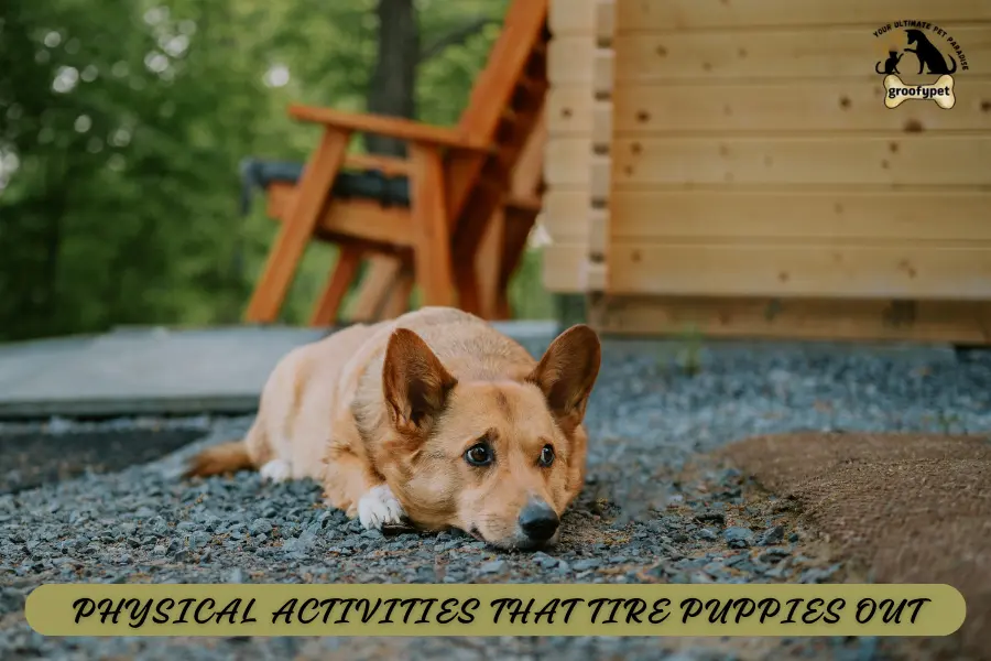 How to Tire a Puppy Out?