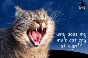 why does my male cat cry at night?