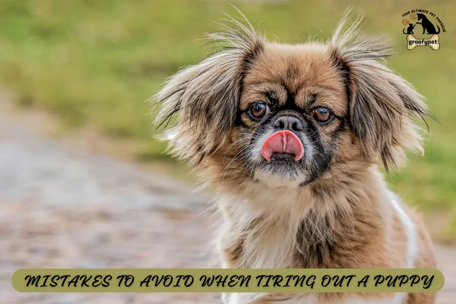 How to Tire a Puppy Out?