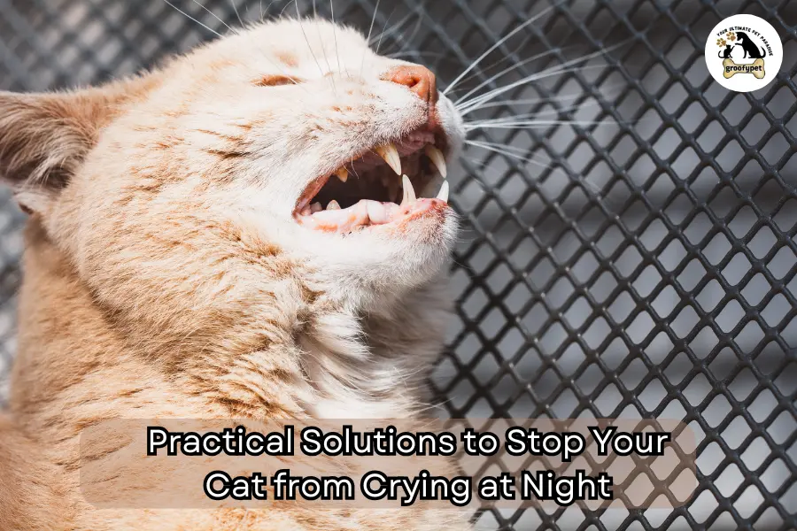 why does my male cat cry at night?