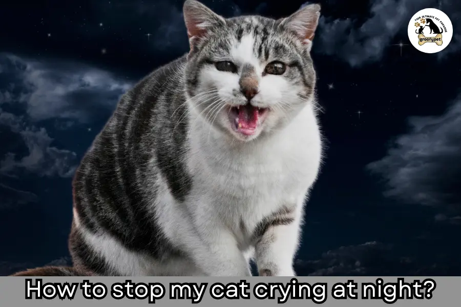 why does my male cat cry at night?