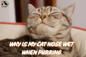 Why is my cat nose wet When Purring?