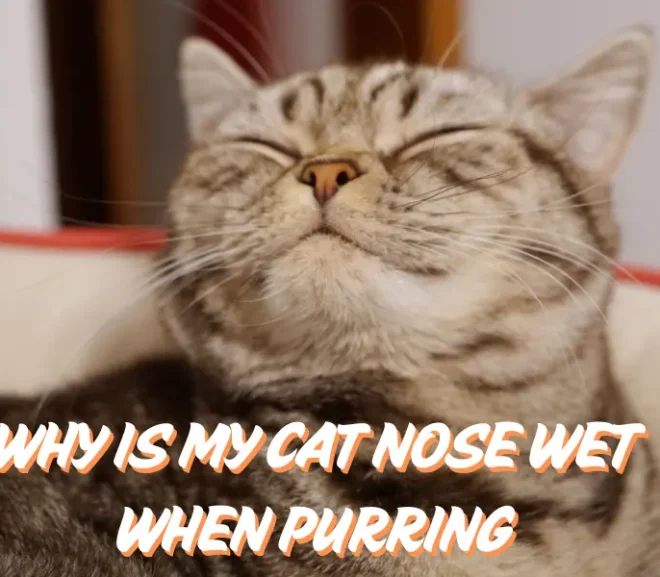 Why Is My Cat Nose Wet When Purring? The Incredible Science Behind It!