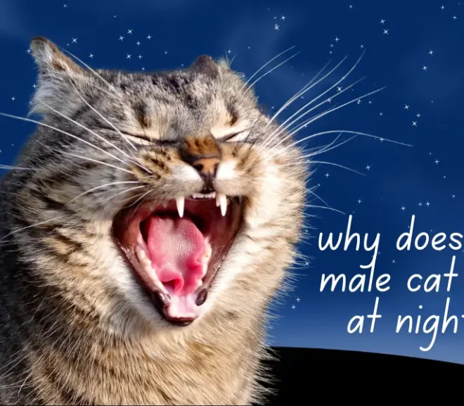 Why Does My Male Cat Cry at Night? 15 Powerful Reasons