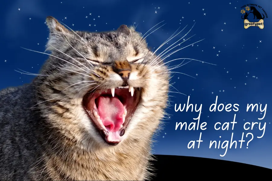 why does my male cat cry at night?