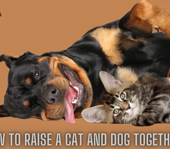 How to Raise a Cat and Dog Together with Love and Care?
