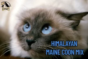Himalayan Maine Coon Mix