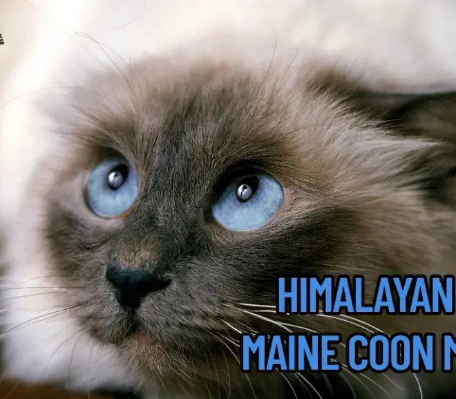 Himalayan Maine Coon Mix: The Irresistible Beauty That Captures Hearts!