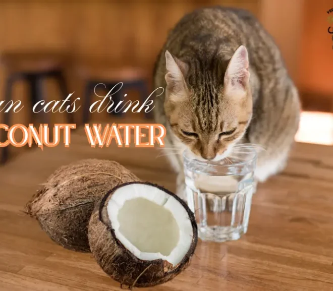 Can Cats Drink Coconut Water and Remain Strong and Healthy?