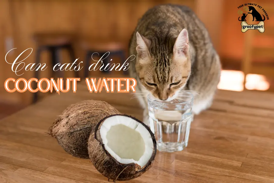 Can Cats Drink Coconut Water?