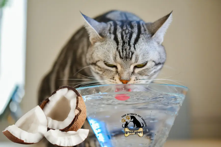 Coconut water and cats