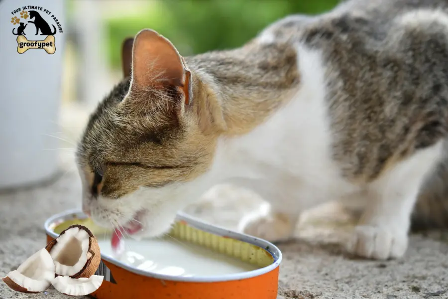 coconut water and cats