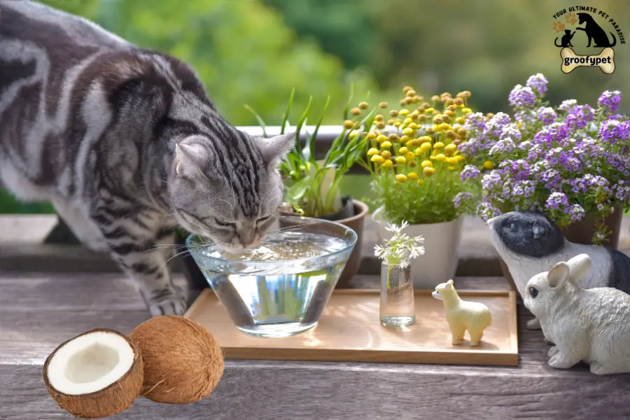 Can Cats Drink Coconut Milk? Vet-Reviewed Nutrition Facts & FAQ