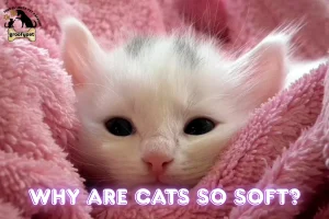why are cats so soft?