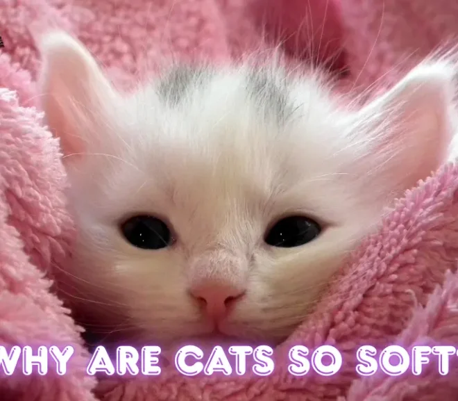 Why Are Cats So Soft? 15 Heartwarming Reasons!
