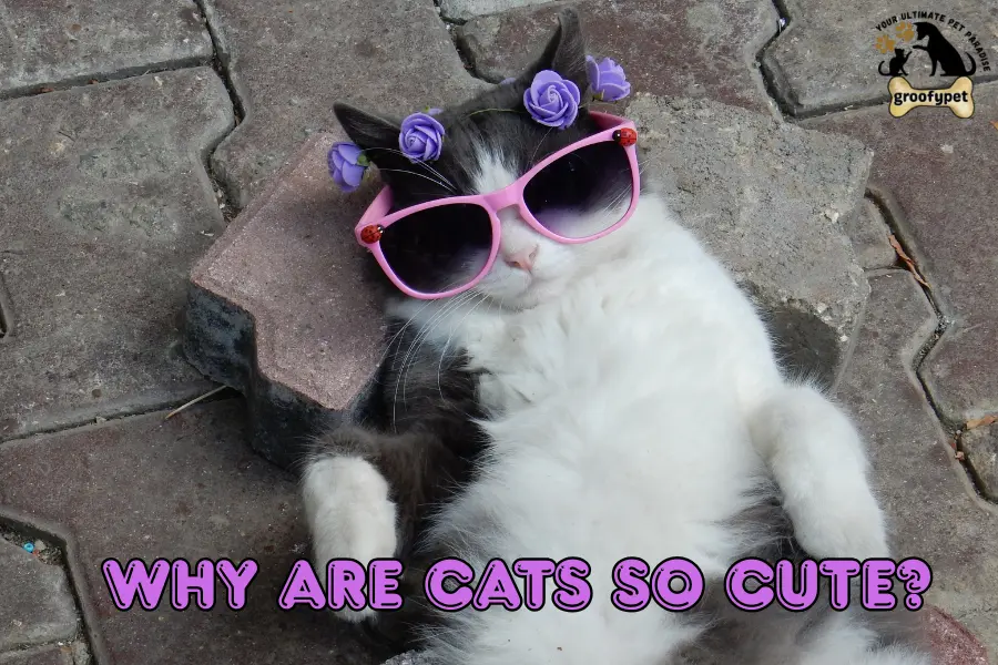Why are cats so cute