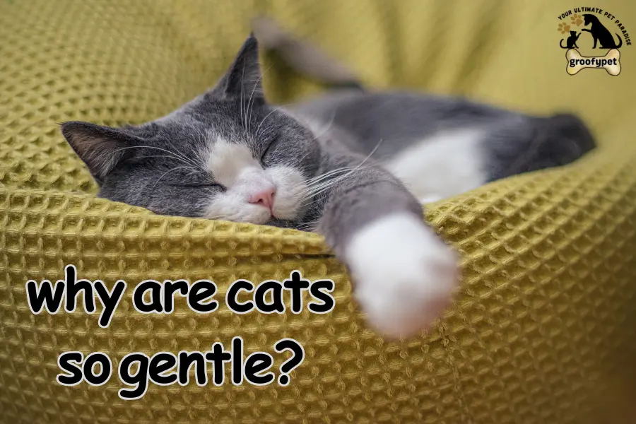 Why are cats so gentle?