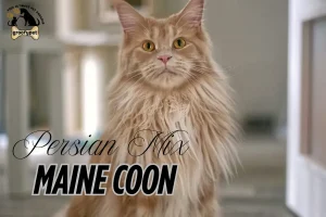 Persian Mix Maine Coon
